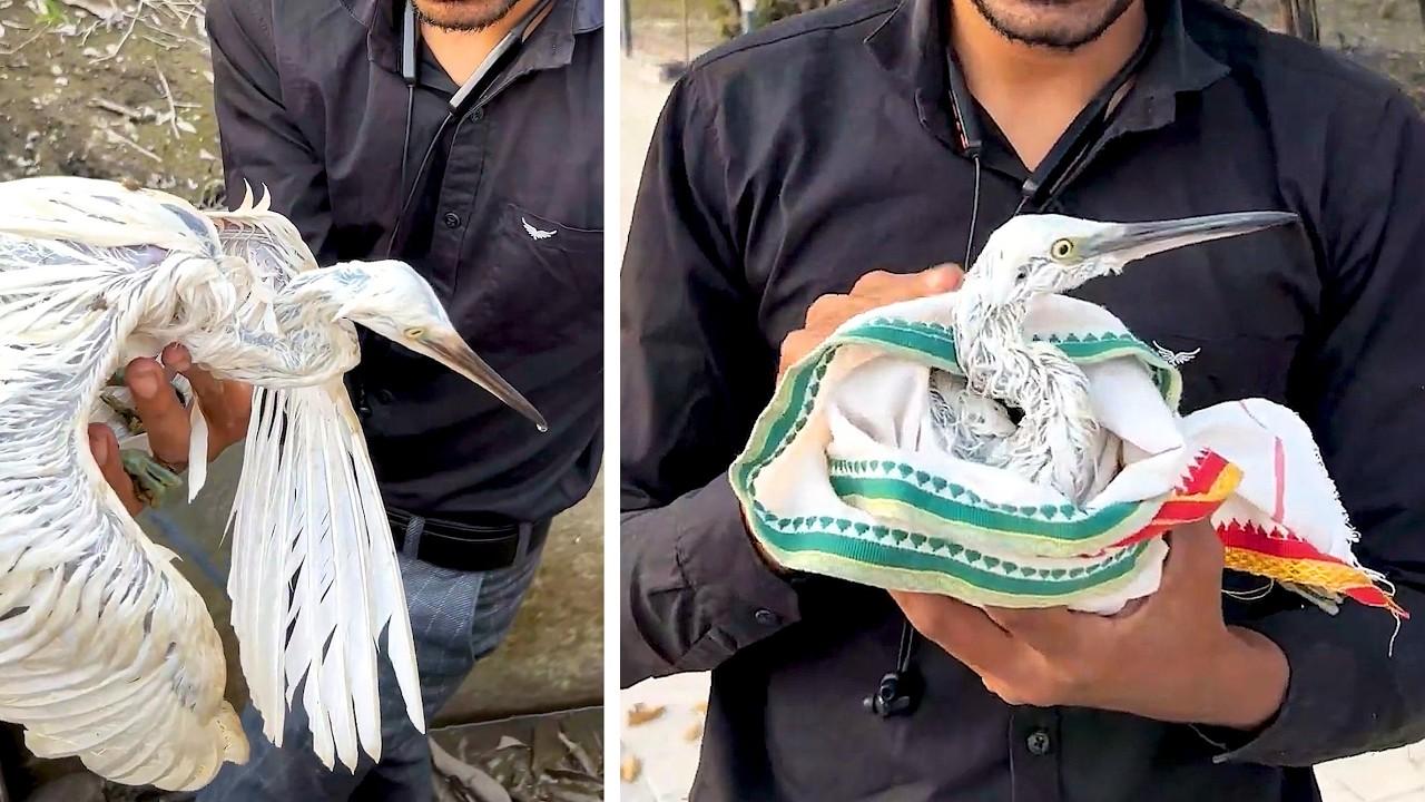 Embedded thumbnail for Compilazione Salvataggi Animali Numero 1 | Animali Selvatici e Domestici Salvati Video Virali