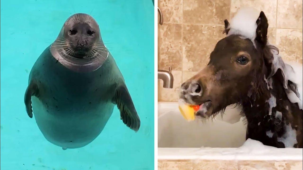 Embedded thumbnail for I migliori video del 2022 (Parte 2) || ✪ Stern DuTube - momenti divertenti di cani che cadono