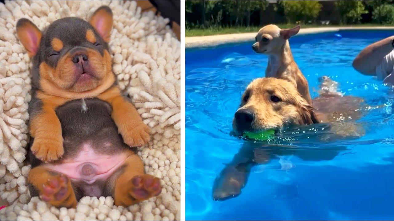 Embedded thumbnail for I migliori video del 2023 Parte 129 || ✪ Stern DuTube papere animali