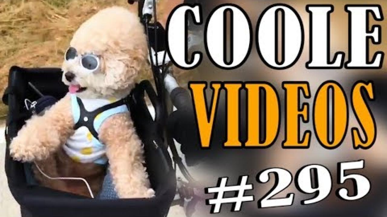 Embedded thumbnail for Coole Videos #295 || ✪ Stern DuTube - Esplora il Mondo delle Papere e Altri Animali