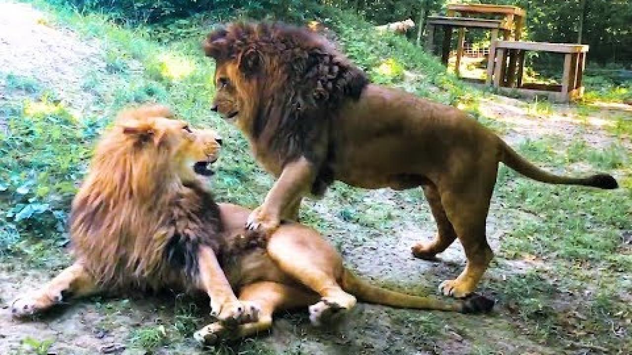 Embedded thumbnail for Coole Videos #350 || ✪ Stern DuTube: reazioni adorabili di animali che ti faranno sorridere