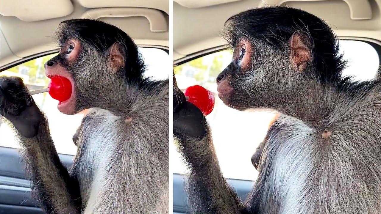 Embedded thumbnail for I migliori video del 2025 || ✪ Stern DuTube compilazione di falli di gatti