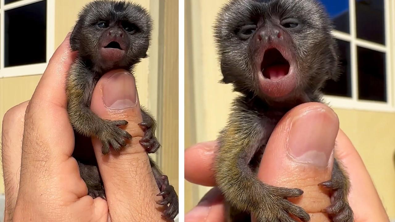 Embedded thumbnail for I 15 Migliori Video del 2026 su Stern DuTube - Video Virali da Non Perdere