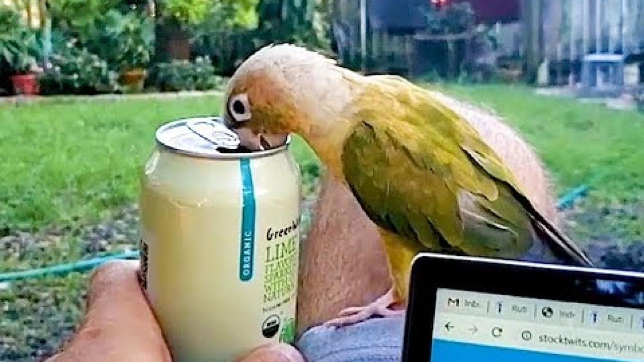 Embedded thumbnail for The Best Videos Part 43 | Top Highlights from Stern DuTube with Pet Humor 2025