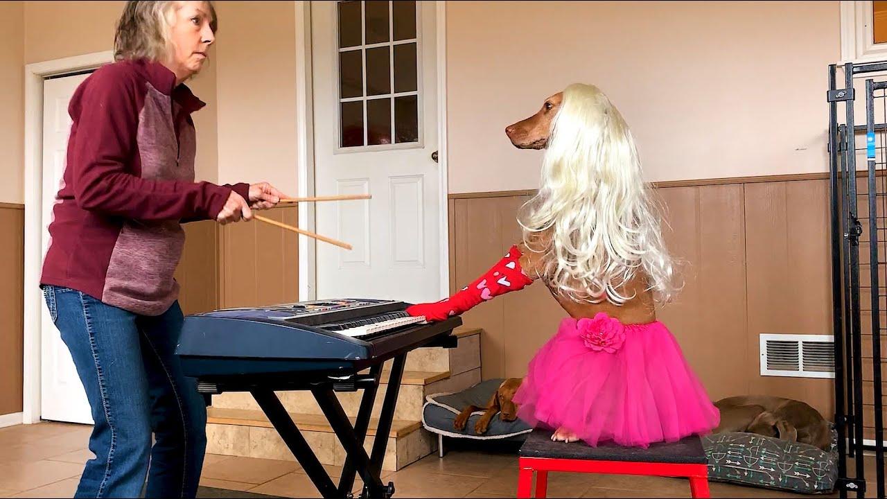 Embedded thumbnail for I migliori video Parte 70 || ✪ Stern DuTube con momenti di falli di cani divertenti