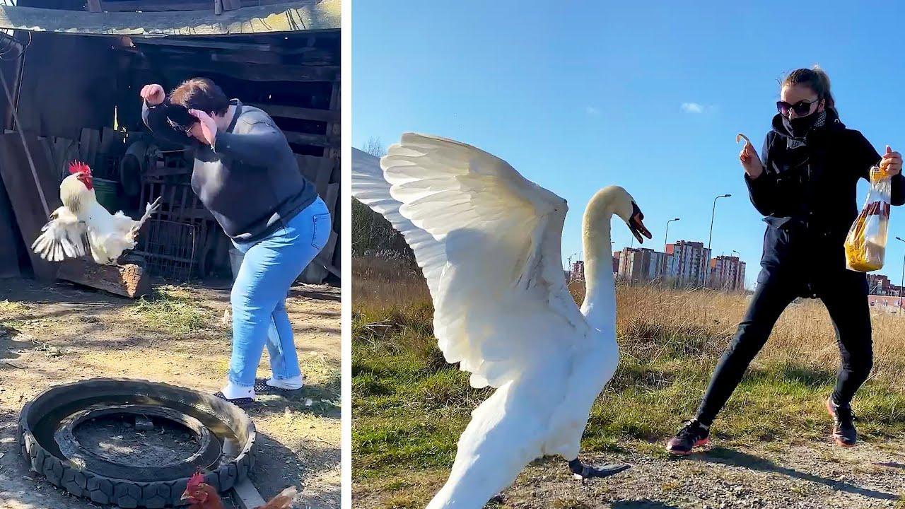 Embedded thumbnail for I migliori video del 2025 con animali carini | ✪ Stern DuTube Highlights