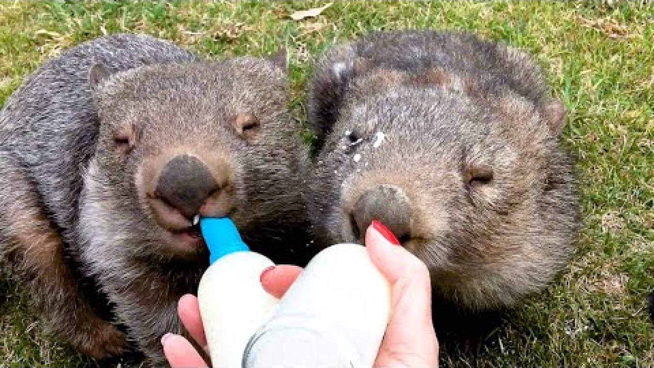 Embedded thumbnail for I migliori video Parte 58 || ✪ Stern DuTube momenti rari