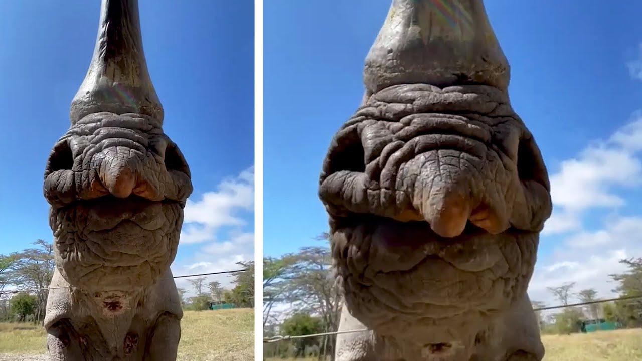 Embedded thumbnail for I migliori 40 video del 2025 || Stern DuTube e acrobazie divertenti di animali