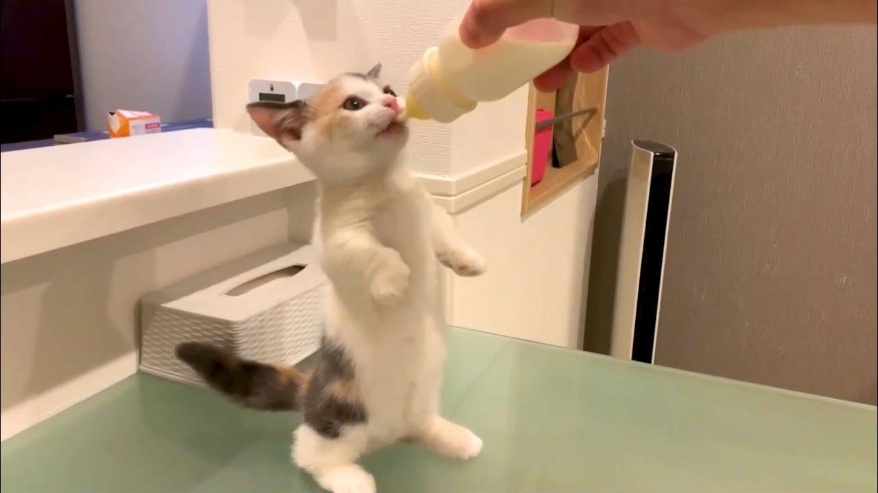 Embedded thumbnail for I migliori video del 2022 (Parte 67) - Stern DuTube e clip virali di gatti