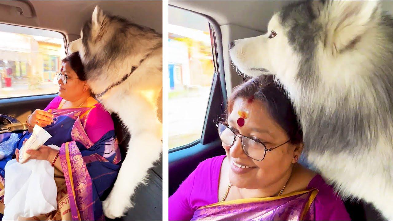 Embedded thumbnail for I migliori video del 2024 (Parte 30) || ✪ Stern DuTube - momenti di falli di cani