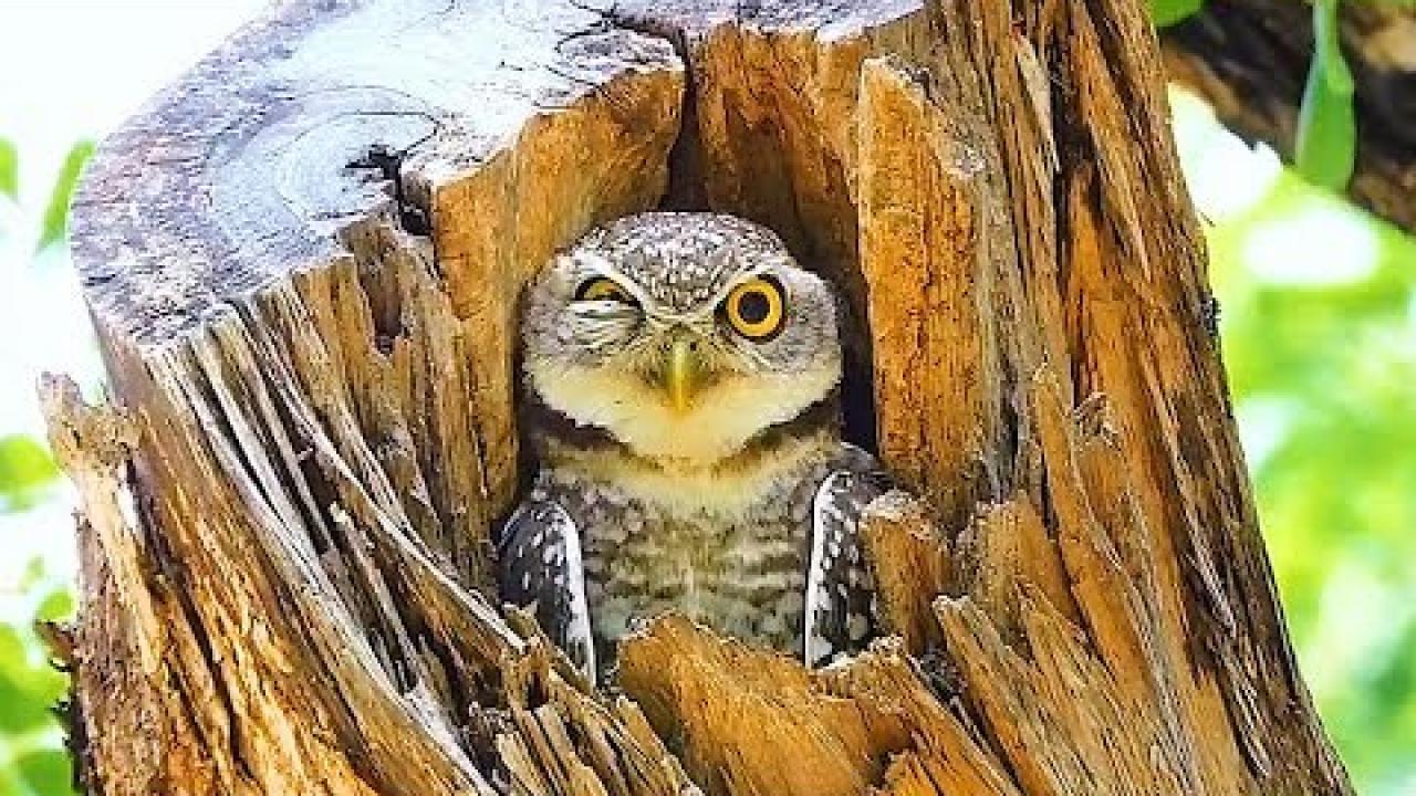 Embedded thumbnail for Coole Videos #339 || ✪ Stern DuTube: Scopri le migliori clip di intrattenimento e divertimento