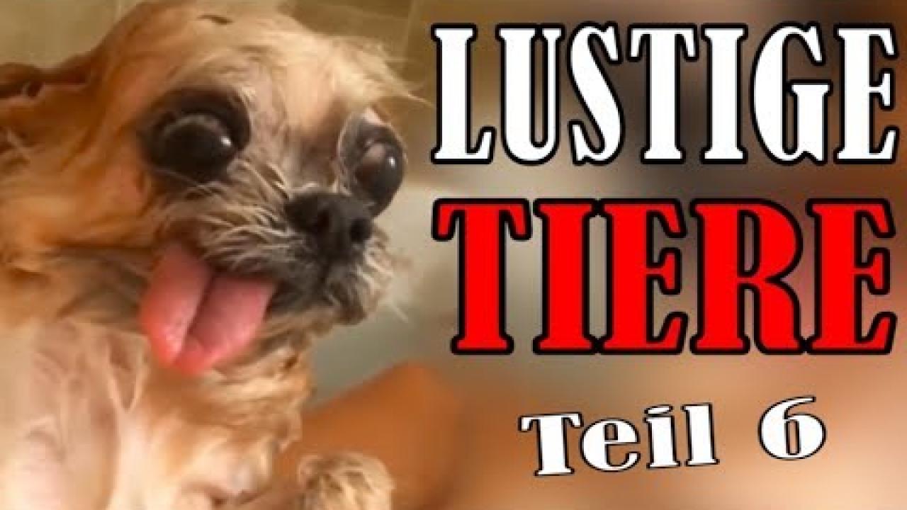 Embedded thumbnail for Tiervideos Süße und Lustige Teil 6 || Stern DuTube con papere animali