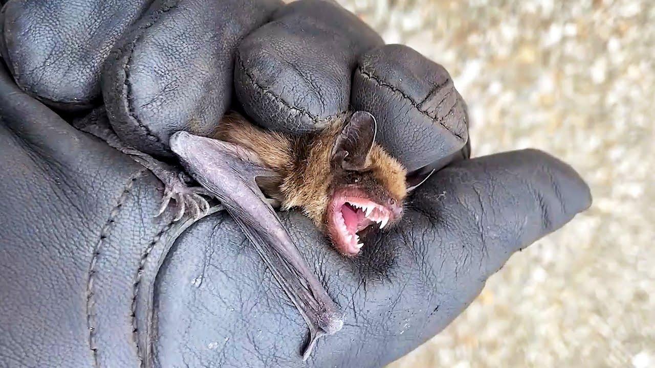 Embedded thumbnail for I migliori video del 2025 || ✪ Stern DuTube - Video virali di animali 2025