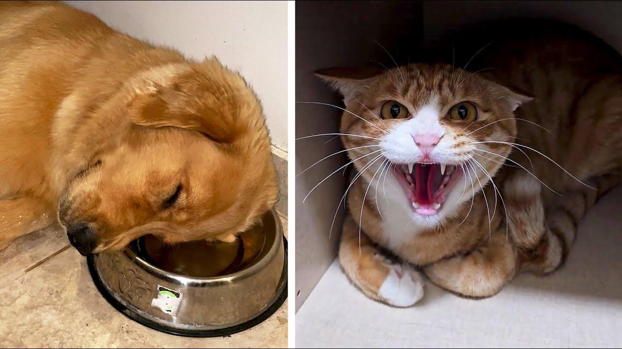 Embedded thumbnail for I migliori video del 2024 (Parte 63) || ✪ Stern DuTube con errori esilaranti