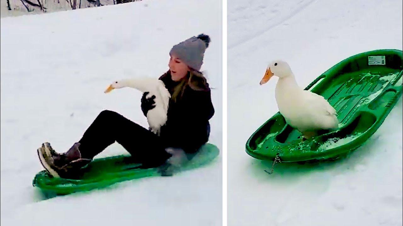 Embedded thumbnail for I migliori video Parte 4 || ✪ Stern DuTube: momenti insoliti da non perdere