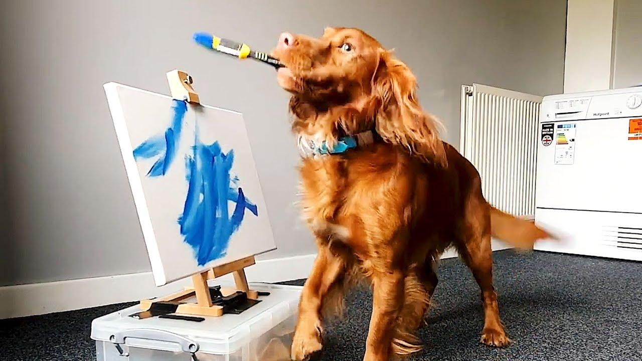 Embedded thumbnail for I migliori video (Parte 46) || ✪ Stern DuTube - momenti rari