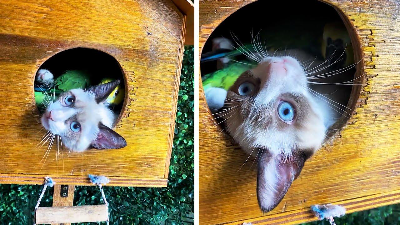 Embedded thumbnail for I migliori video del 2023 (Parte 64) || ✪ Stern DuTube - Video virali di animali 2025