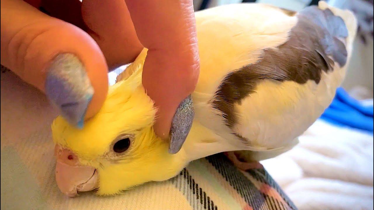 Embedded thumbnail for I migliori video (Parte 122) || ✪ Stern DuTube con trucchi esilaranti di cani