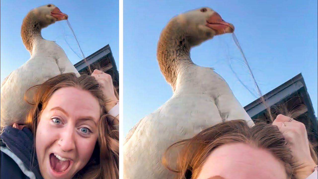 Embedded thumbnail for Top Videos of 2022 Part 59 | Funniest Dog Fail Moments You Need to See