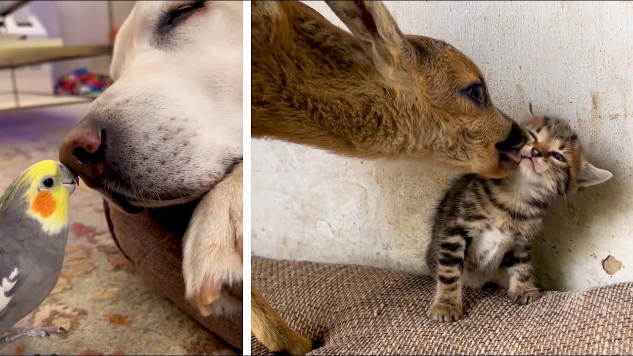 Embedded thumbnail for I migliori video del 2025 || Stern DuTube: momenti carini di animali da non perdere