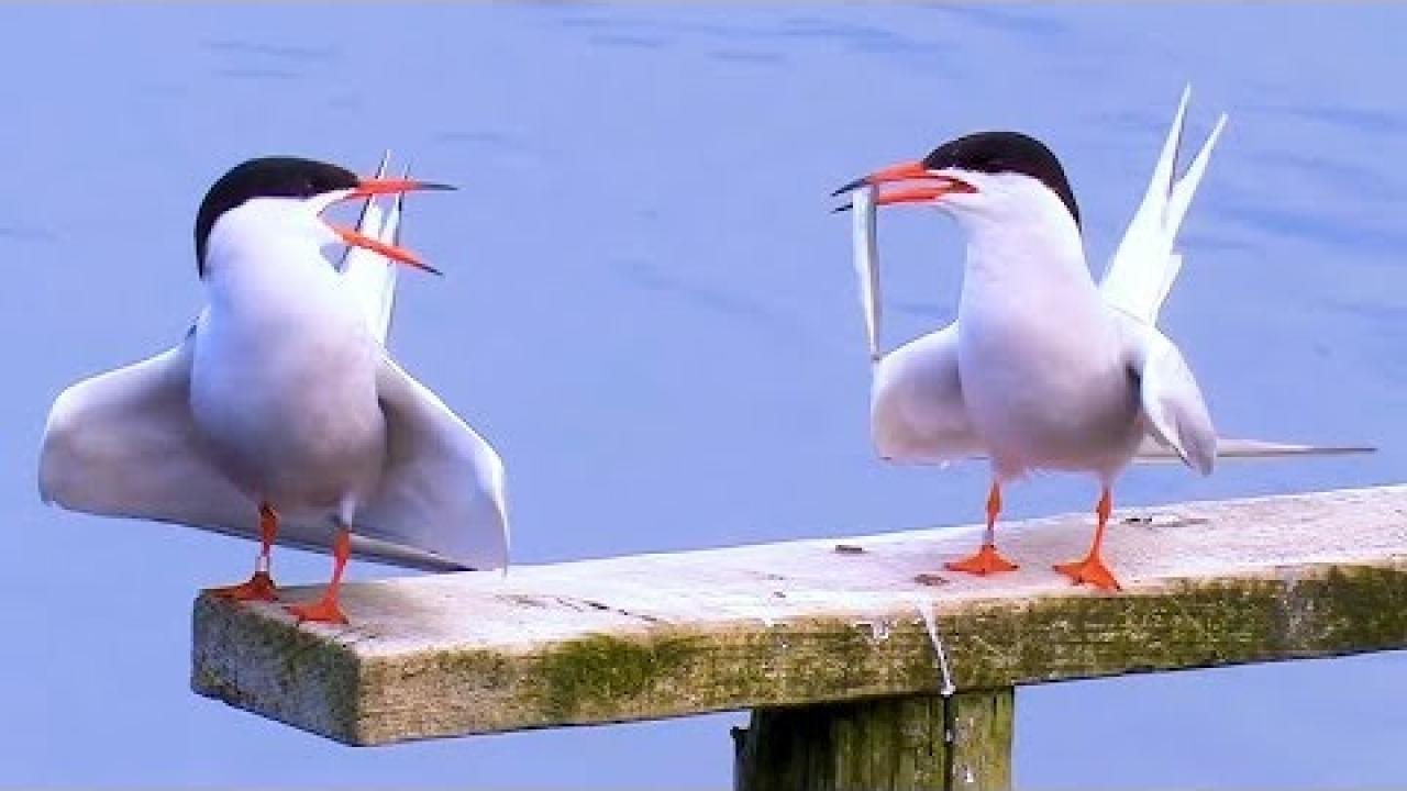 Embedded thumbnail for I migliori video Parte 27 || ✪ Stern DuTube: momenti esilaranti di cani che falliscono