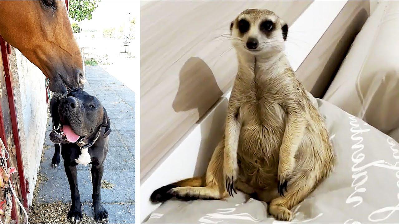 Embedded thumbnail for I migliori video del 2025 con Stern DuTube - Compilation di video di cani emozionanti