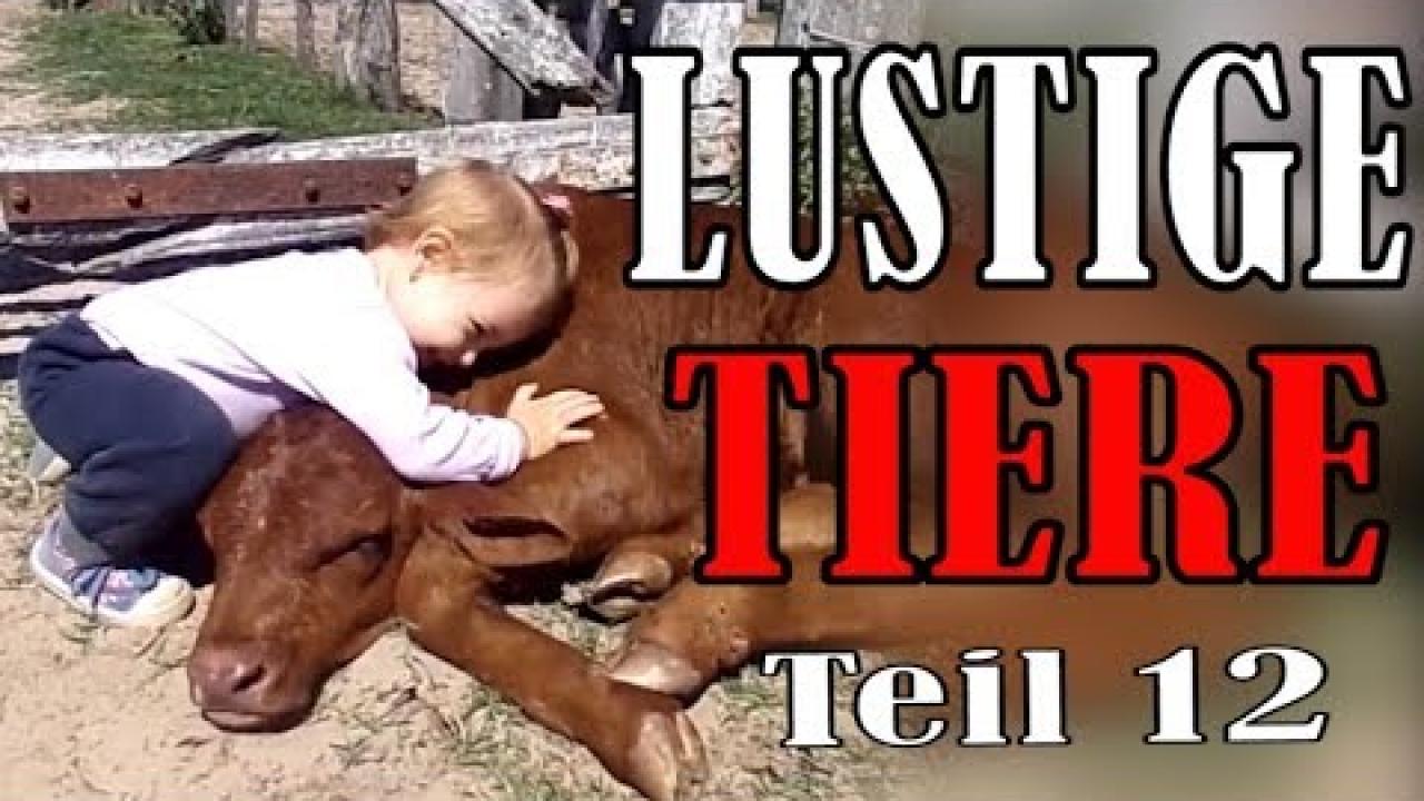 Embedded thumbnail for Süße und Lustige Tiervideos Teil 12 || ✪ Stern DuTube - Clip virali di gatti da non perdere