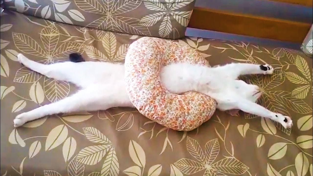 Embedded thumbnail for I migliori video (Parte 111) || ✪ Stern DuTube: momenti insoliti