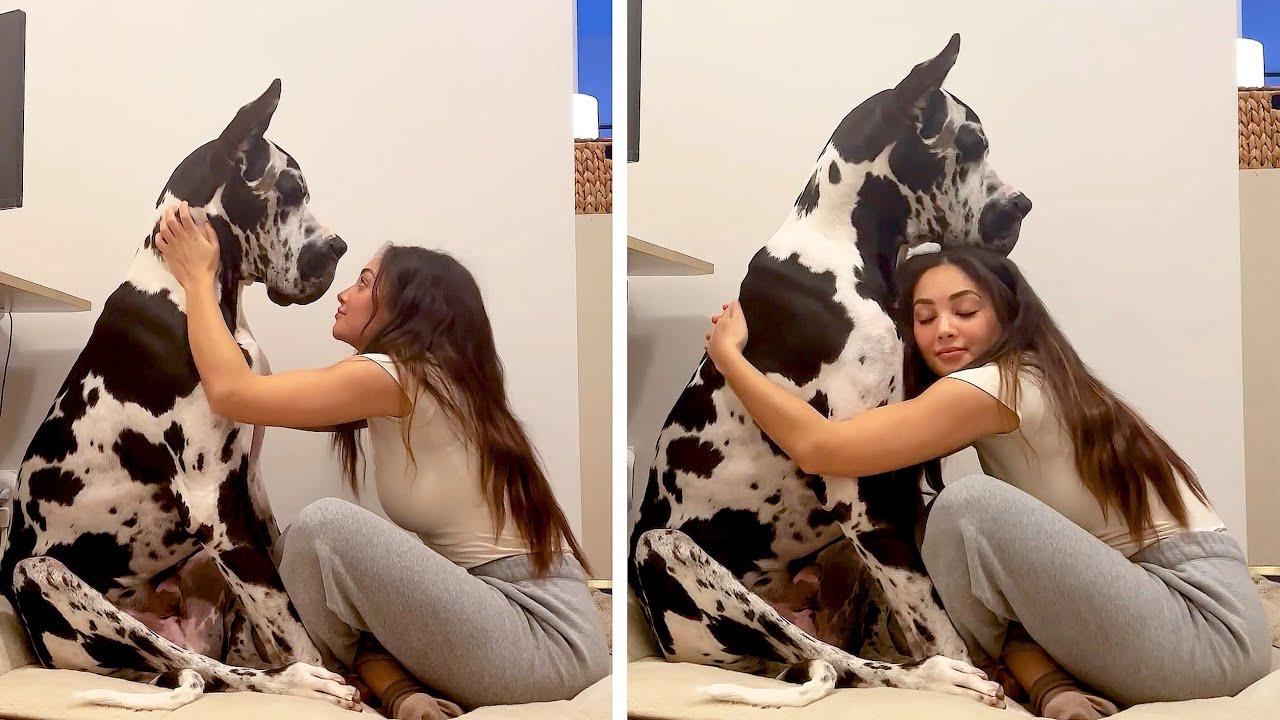 Embedded thumbnail for I migliori video del 2024 (Parte 51) || Stern DuTube con momenti carini di animali