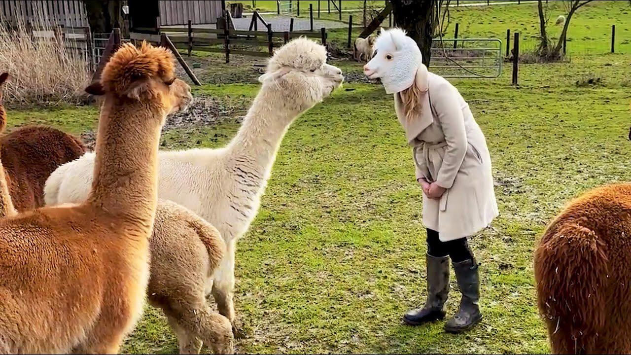 Embedded thumbnail for I migliori video del 2024 (Parte 19) || ✪ Stern DuTube: errori esilaranti da non perdere