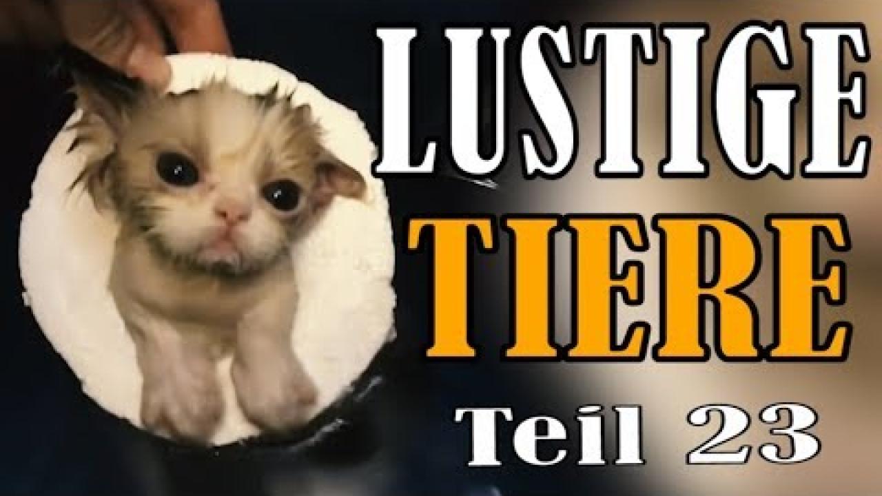Embedded thumbnail for Video di animali divertenti e teneri Parte 23 || ✪ Stern DuTube umorismo animale 2025