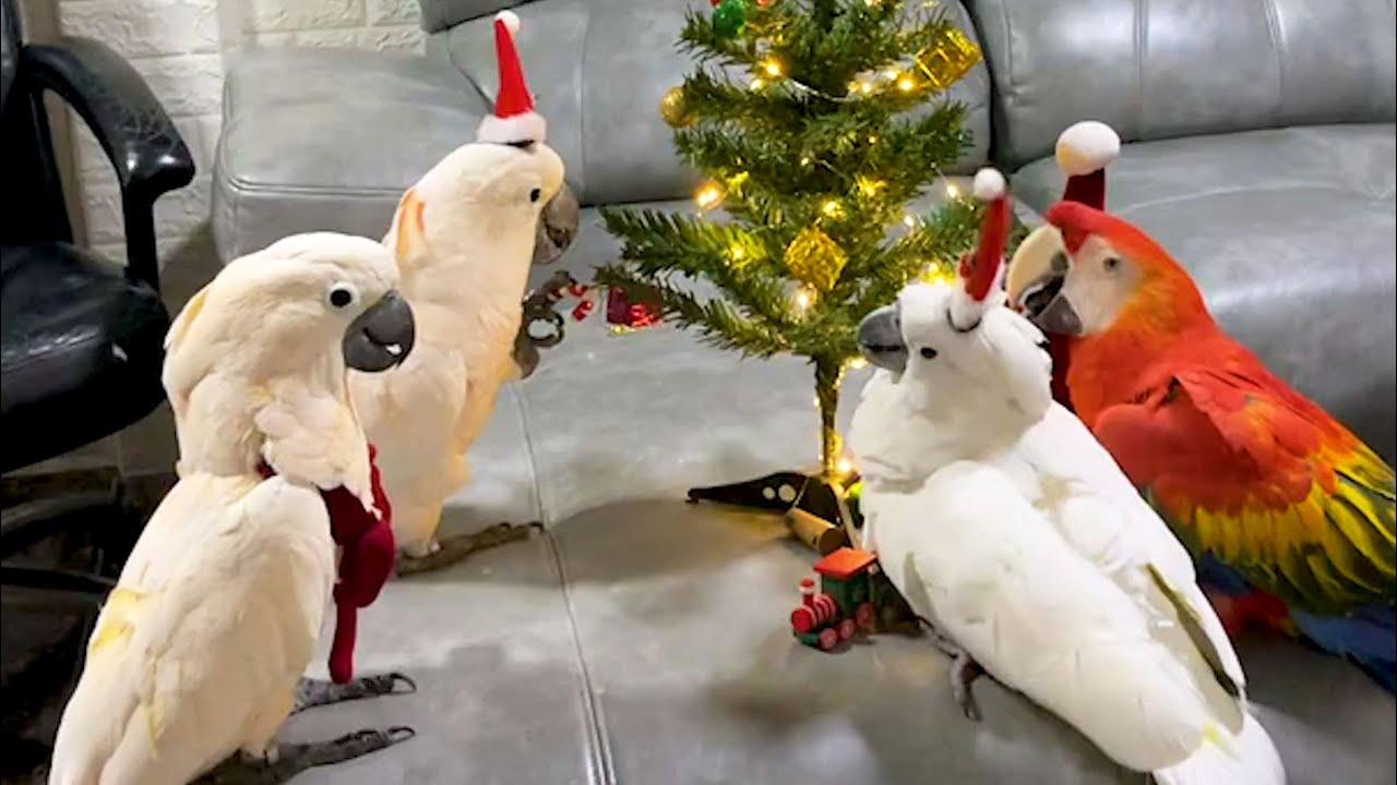 Embedded thumbnail for I migliori video Parte 124 || ✪ Stern DuTube 🎄🎁 errore esilarante