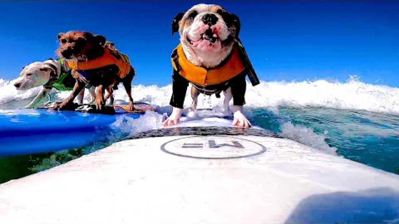 Embedded thumbnail for I migliori video (Parte 43) || ✪ Stern DuTube: momenti rari