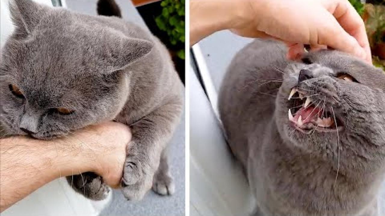 Embedded thumbnail for Top Videos Compilation Part 89 || ✪ Star DuTube Featuring Amazing Dog Videos