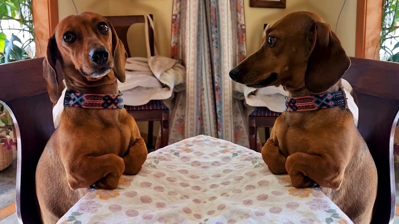 Embedded thumbnail for I migliori video del 2025 || ✪ Stern DuTube migliori clip