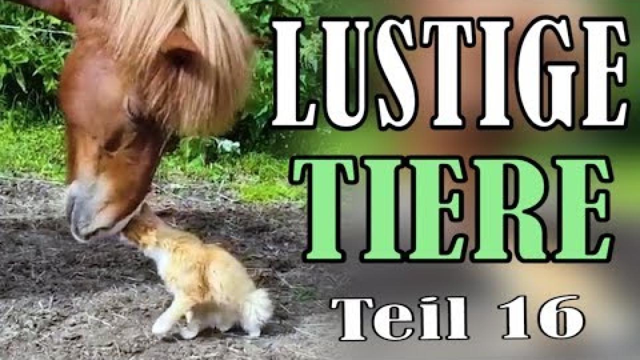 Embedded thumbnail for Video divertenti e dolci di animali - Parte 16 || Stern DuTube | Highlights di animali carini