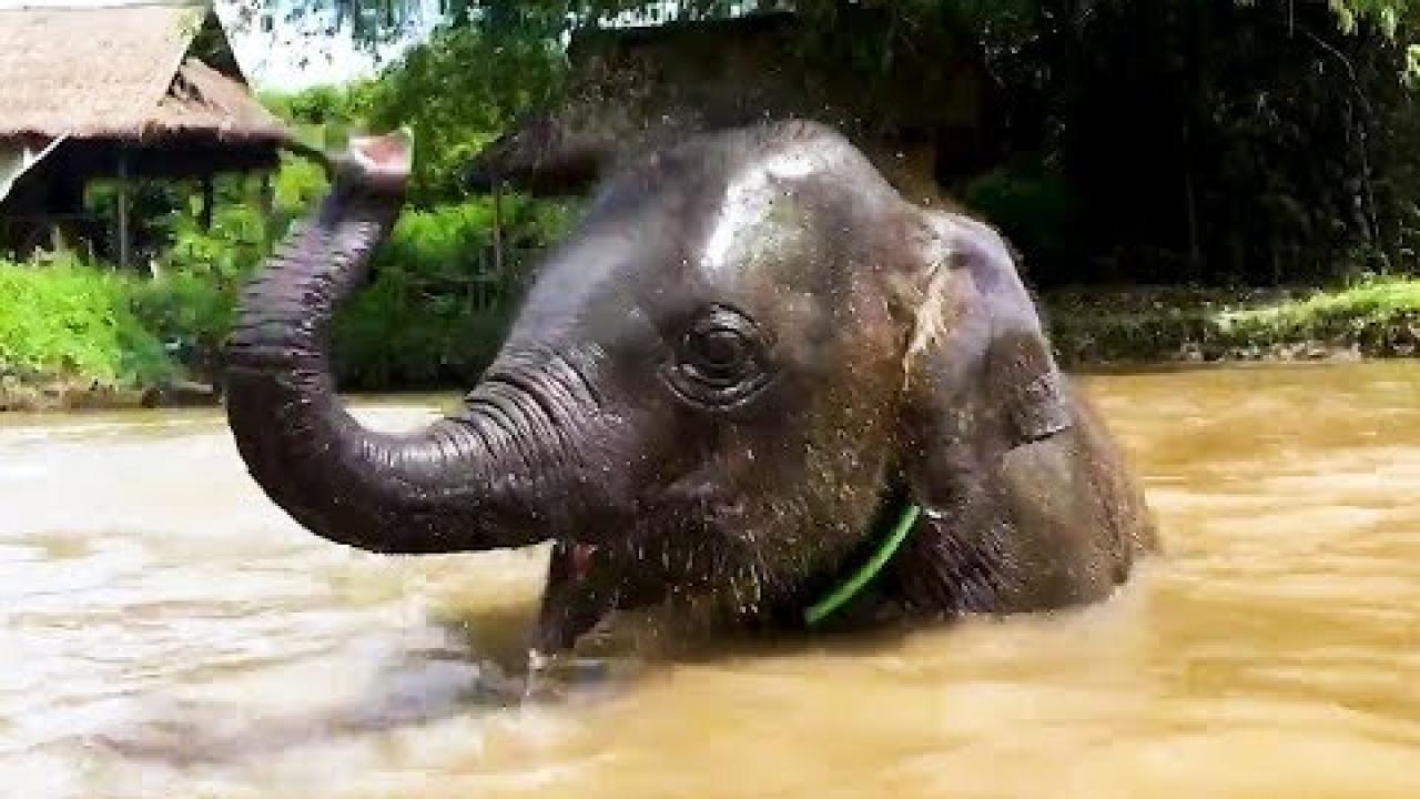 Embedded thumbnail for Die besten Videos Teil 9 ✪ Stern DuTube - Video di gatti divertenti da non perdere!