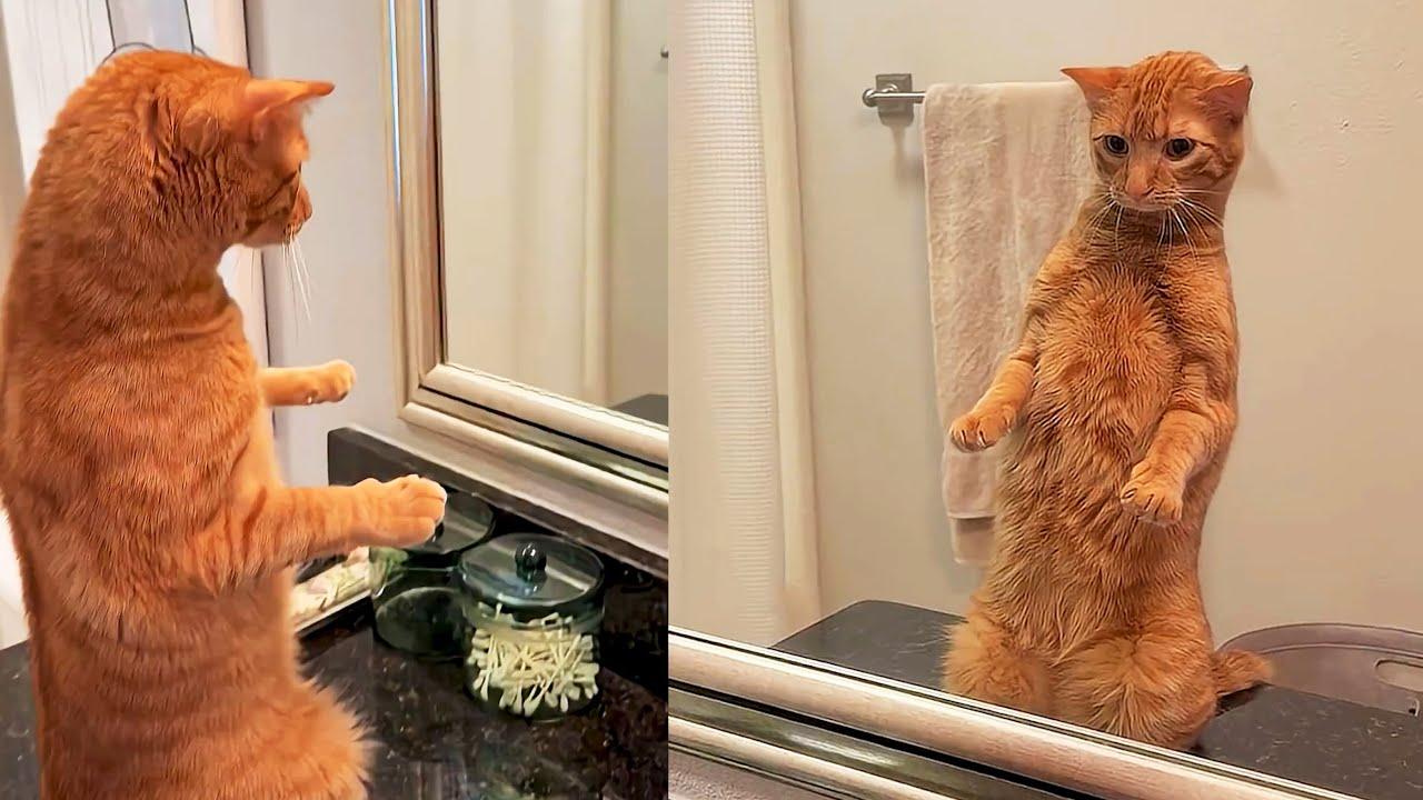 Embedded thumbnail for Best Viral Videos of 2025 | Stern DuTube Episode 76 hilarious fails