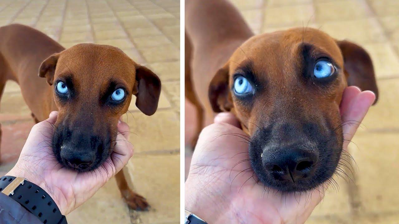 Embedded thumbnail for I migliori video del 2026 su Stern DuTube con momenti salienti di animali carini