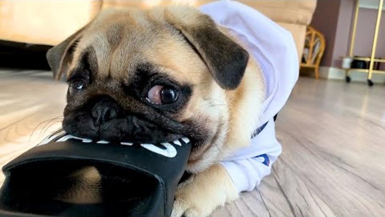 Embedded thumbnail for I migliori video parte 51 || ✪ Stern DuTube momenti di falli di cani da non perdere