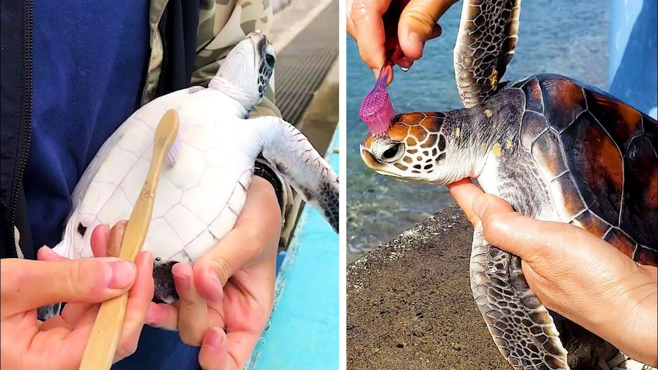 Embedded thumbnail for I migliori video di gatti divertenti (Parte 60) || ✪ Stern DuTube - Divertiti con i felini!