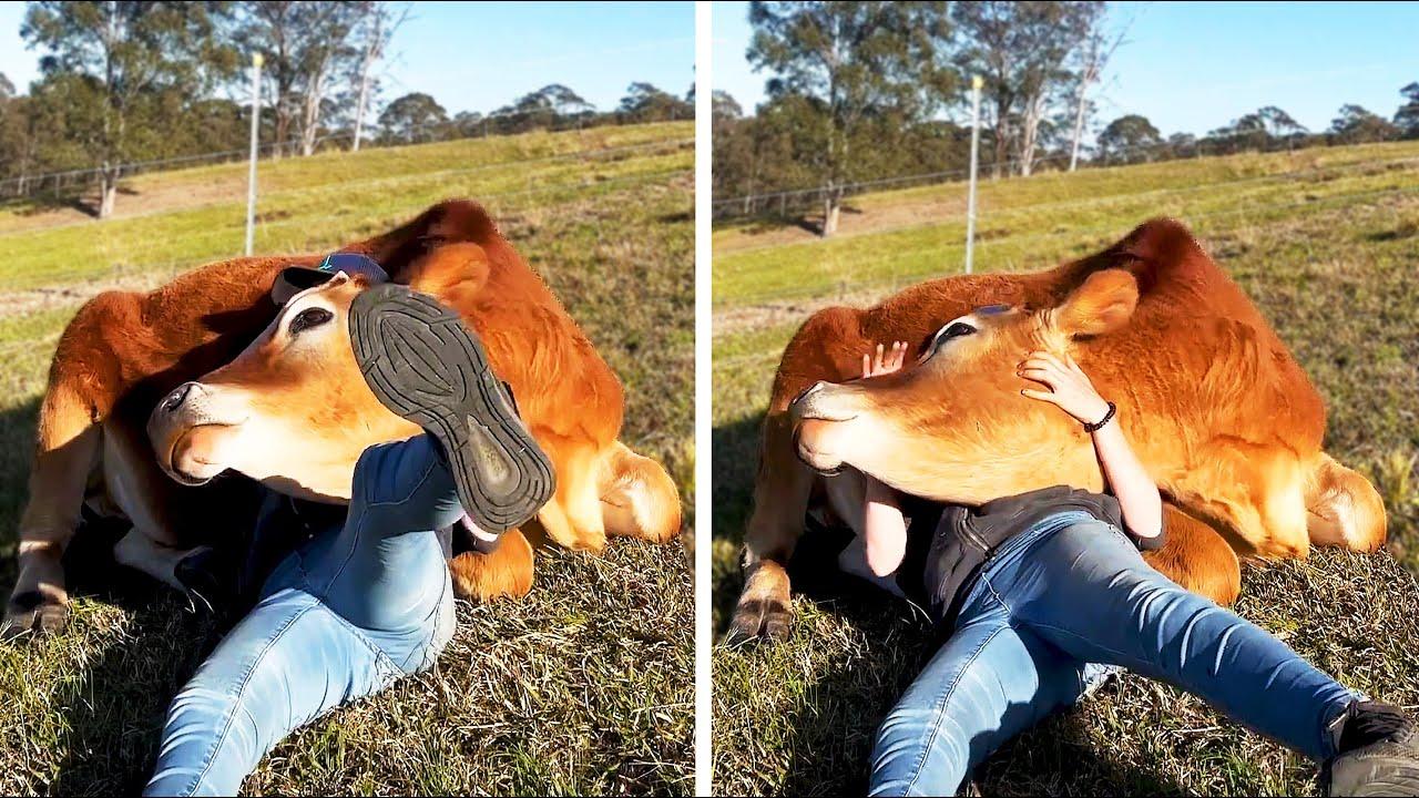 Embedded thumbnail for I migliori video del 2024 (Parte 40) || ✪ Stern DuTube: Reazioni adorabili di animali