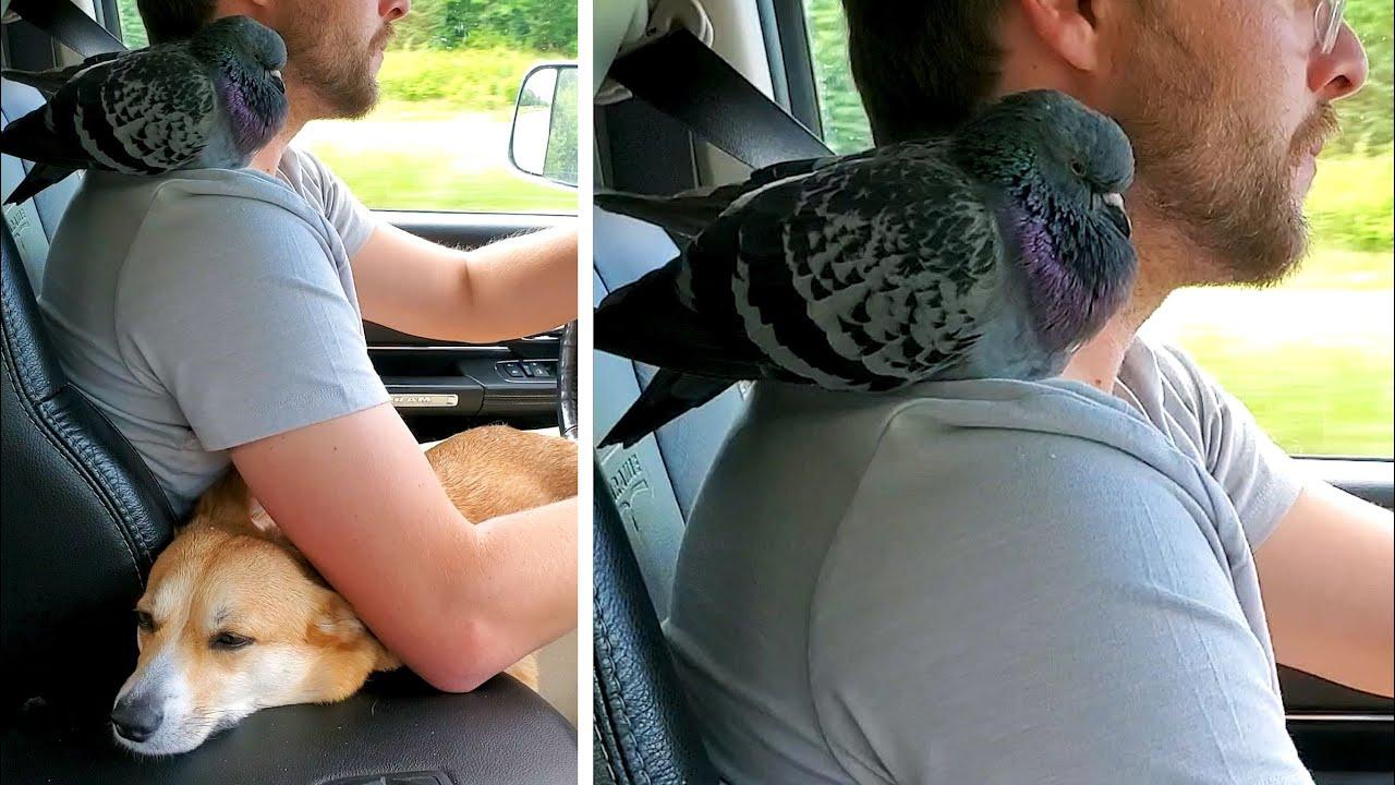 Embedded thumbnail for I migliori video del 2022 (Parte 90) || ✪ Stern DuTube momento insoliti