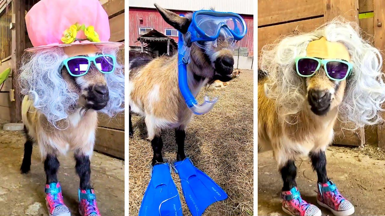 Embedded thumbnail for I migliori video del 2023 (Parte 27) || ✪ Stern DuTube errori esilaranti