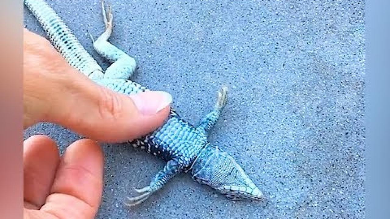 Embedded thumbnail for Die migliori video (Parte 6) || ✪ Stern DuTube: momenti rari da non perdere