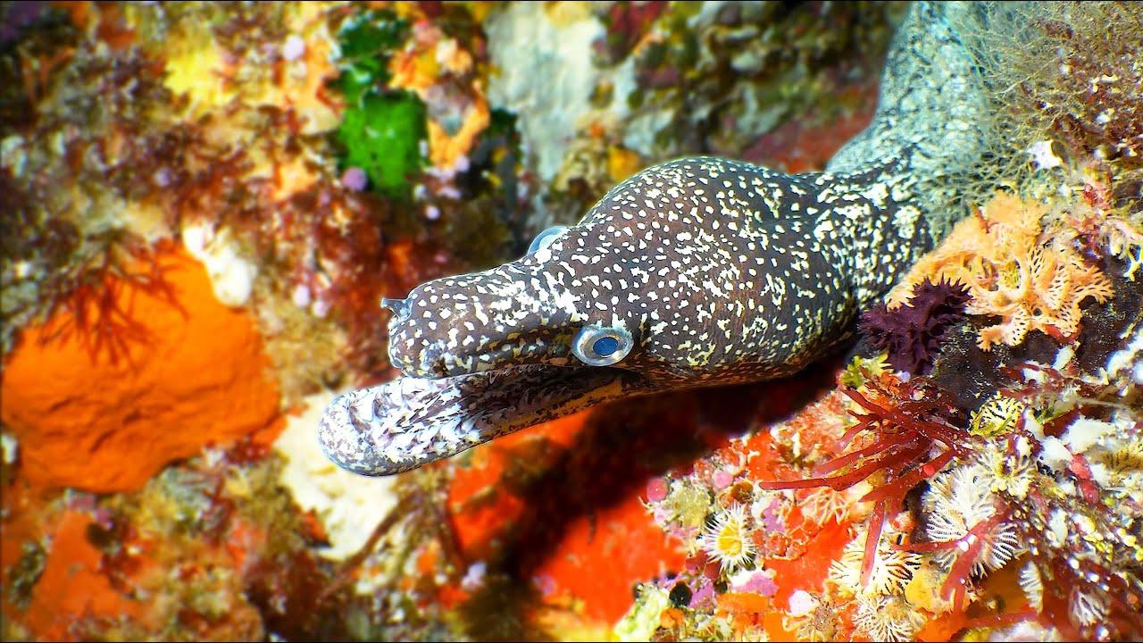 Embedded thumbnail for I migliori video del 2024 (Parte 48) || ✪ Stern DuTube - errori esilaranti