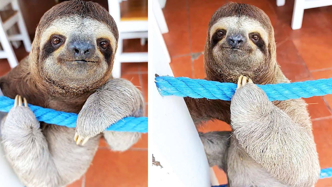 Embedded thumbnail for I migliori video del 2024 (Parte 34) || ✪ Stern DuTube: errori esilaranti da non perdere