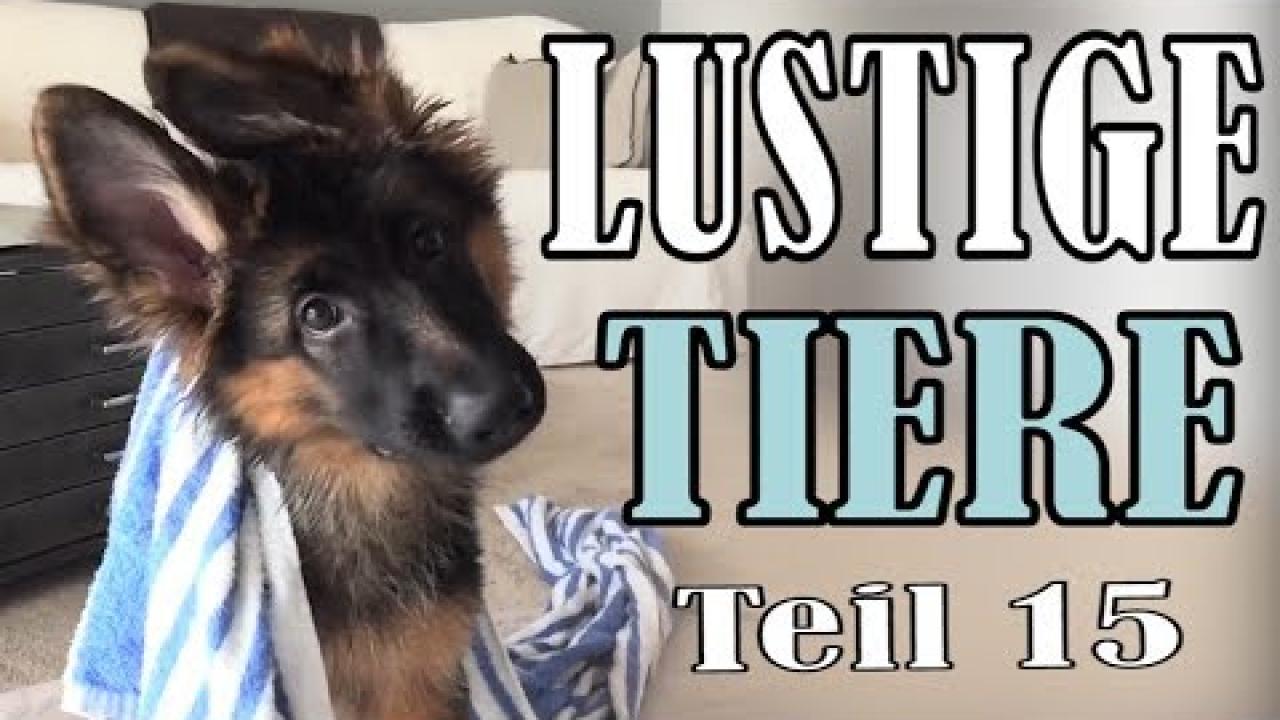 Embedded thumbnail for Tiervideos Süß und Lustig Teil 15 || ✪ Stern DuTube con momenti carini di animali