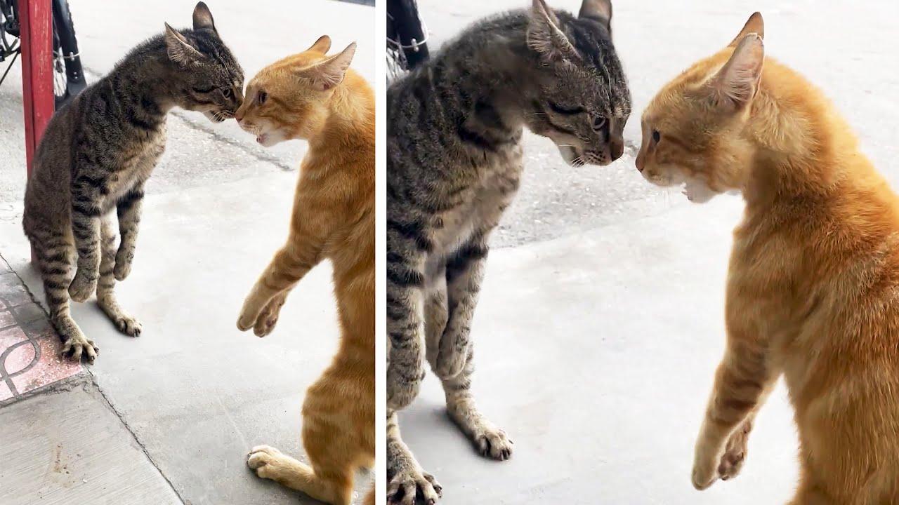 Embedded thumbnail for I migliori video del 2026 || Stern DuTube e i momenti più adorabili di animali carini