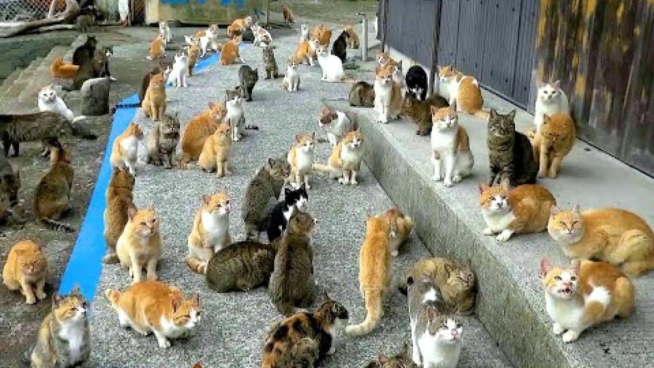 Embedded thumbnail for I migliori video di Stern DuTube (Parte 14) || Momenti rari da non perdere